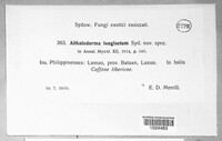 Aithaloderma longisetum image